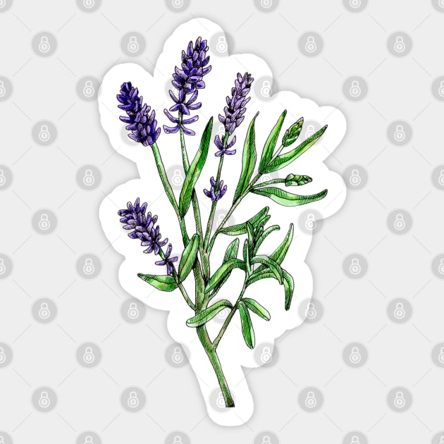 Real lavender, Lavandula angustifolia Sticker by voidea